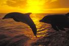 http://www.paranormalknowledge.com/articles/wp-content/uploads/2009/02/dolphins_at_sunset.jpg